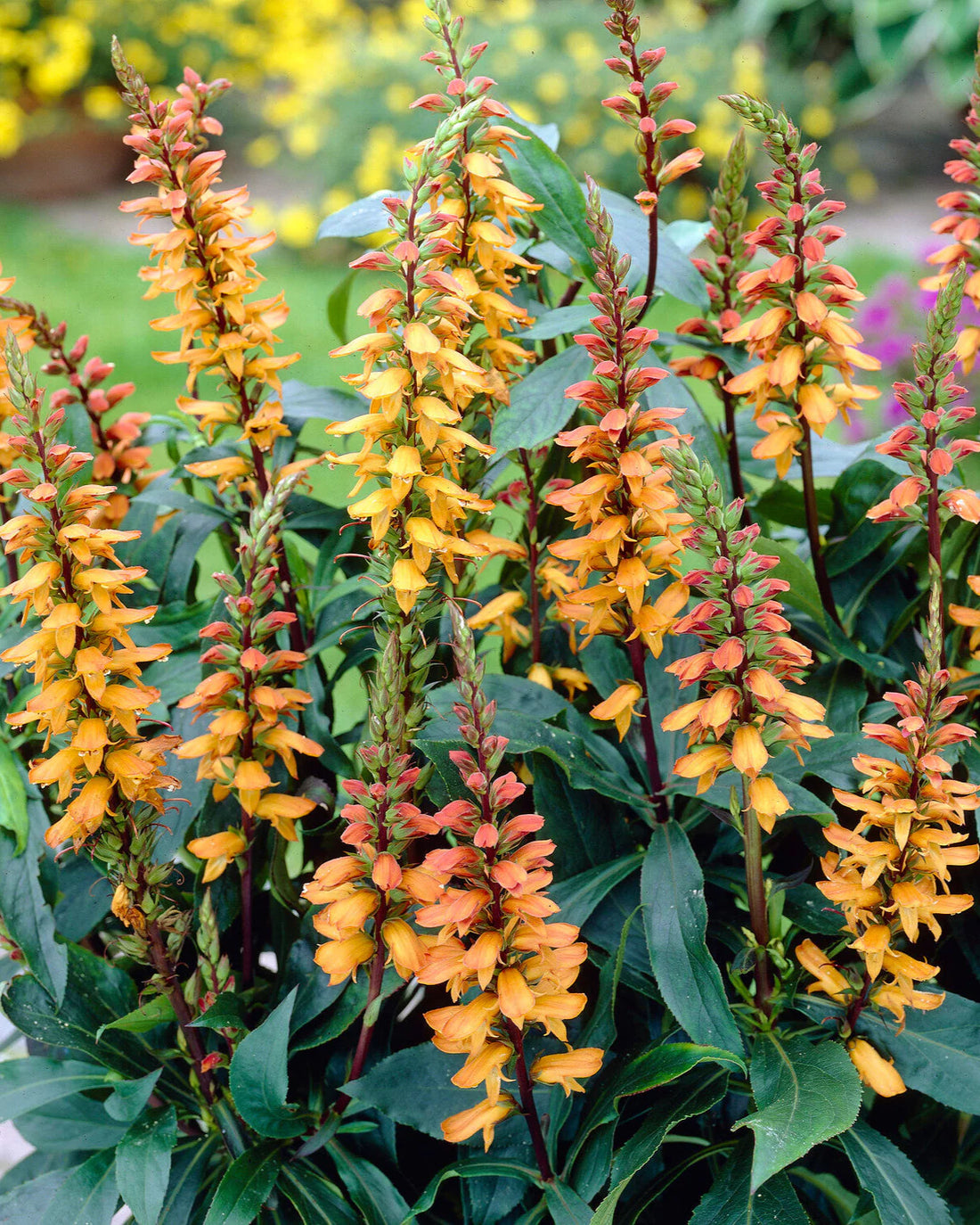 Isabelliana flower seeds