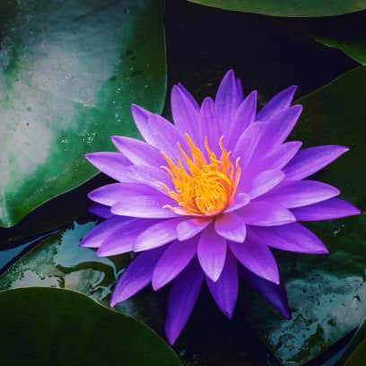 Purple Aquatic Lotus plant
