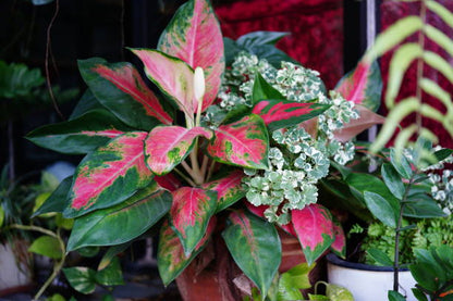 Green and Red Aglaonema Flower Seeds for Planting – Heirloom Non-GMO Garden Seeds