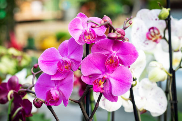 Phalaenopsis Orchid flower seeds