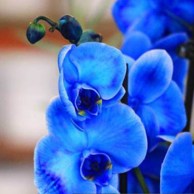 Blue Butterfly Orchid plant