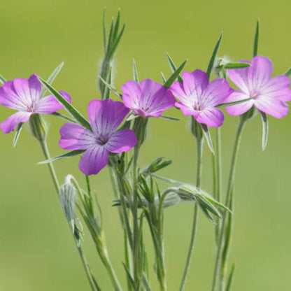 Corn Cockle Agrostemma plant