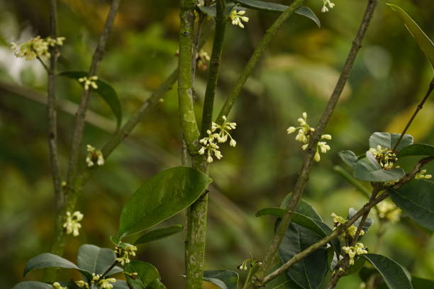 Graines de fleurs de houx vert à planter – Semences anciennes non OGM à floraison éclatante