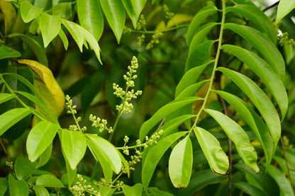 Graines de fleurs de houx vert à planter – Semences anciennes non OGM à floraison éclatante