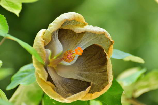 Army Green Hibiscus Flower Seeds for Planting – Heirloom Non-GMO Wildflower Seeds