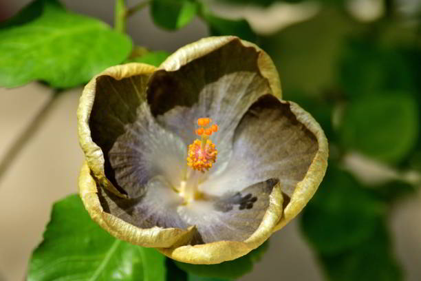 Army Green Hibiscus Flower Seeds for Planting – Heirloom Non-GMO Wildflower Seeds