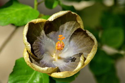 Army Green Hibiscus Flower Seeds for Planting – Heirloom Non-GMO Wildflower Seeds