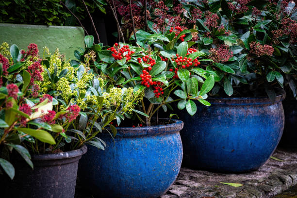 Wintergreen Herb Seeds for Planting – Gaultheria procumbens Herbal Garden Seeds