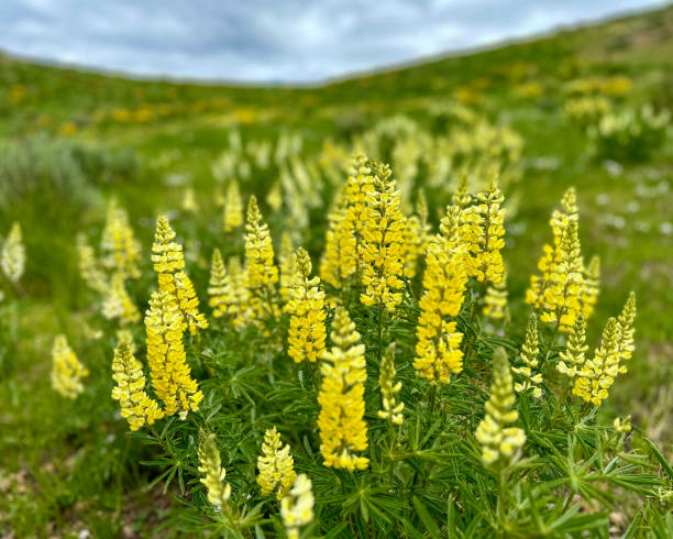 Light Yellow Lupine Flower Seeds for Planting – Heirloom Non-GMO Garden Seeds