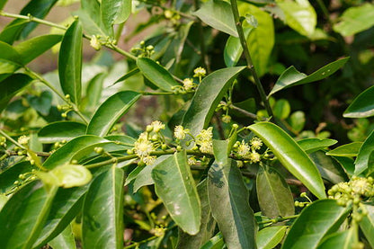 Graines de fleurs de houx vert à planter – Semences anciennes non OGM à floraison éclatante