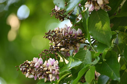 Millettia Grandis Flower Seeds – Umzimbeet Tree Seeds for Planting