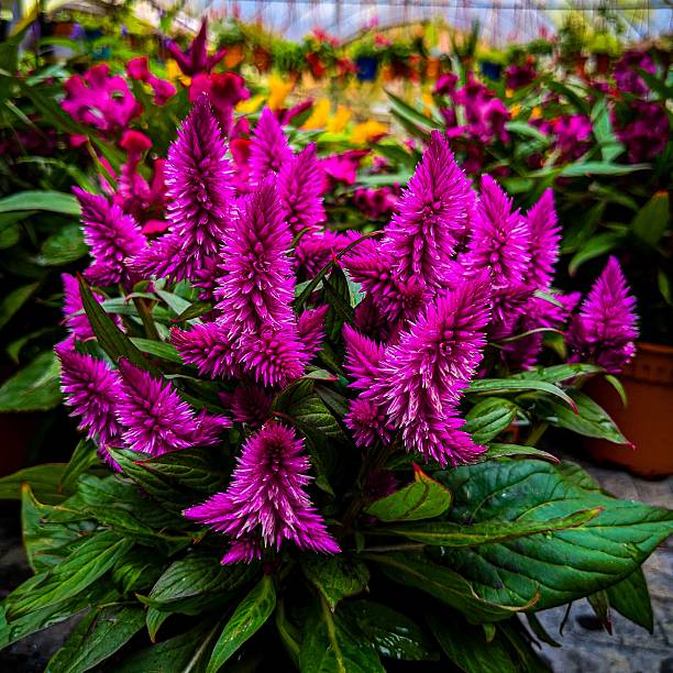 Pink Celosia Caracas Flower Seeds for Planting – Heirloom Non-GMO Garden Seeds