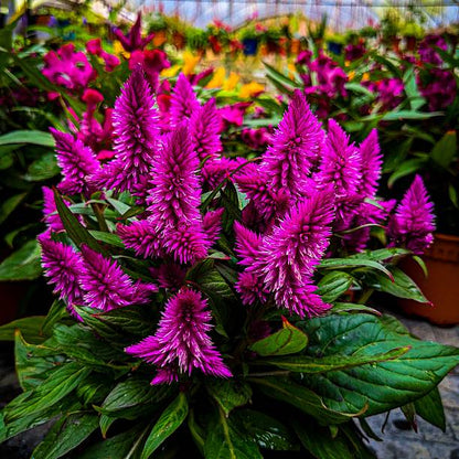 Pink Celosia Caracas Flower Seeds for Planting – Heirloom Non-GMO Garden Seeds