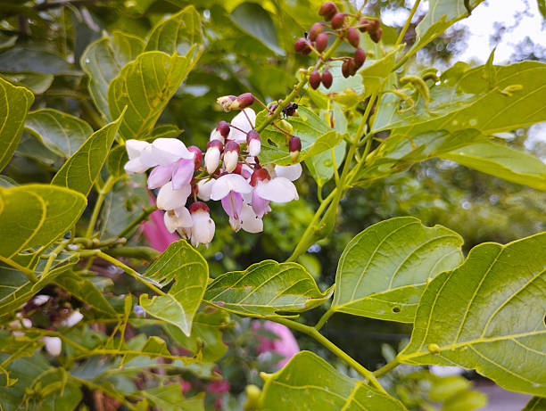 Millettia Grandis Flower Seeds – Umzimbeet Tree Seeds for Planting