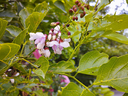 Millettia Grandis Flower Seeds – Umzimbeet Tree Seeds for Planting