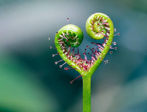 Graines de droséra carnivore verte à planter – Plante de jardin insectivore unique