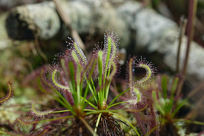 Graines de droséra carnivore verte à planter – Plante de jardin insectivore unique