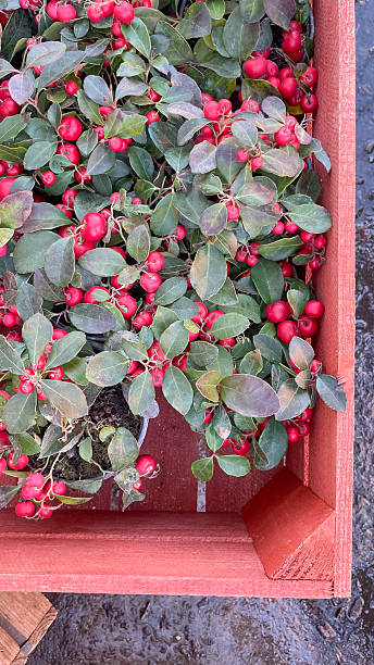 Wintergreen Herb Seeds for Planting – Gaultheria procumbens Herbal Garden Seeds