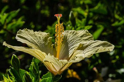 Army Green Hibiscus Flower Seeds for Planting – Heirloom Non-GMO Wildflower Seeds