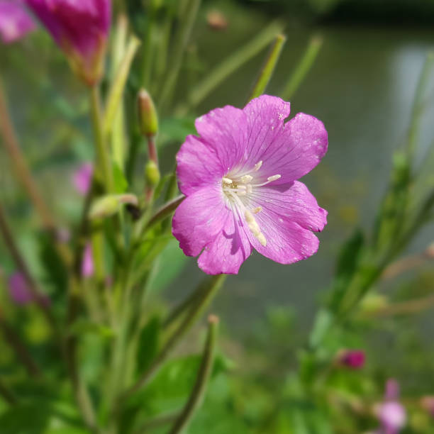 Epilobium Parviflorum flower seeds
