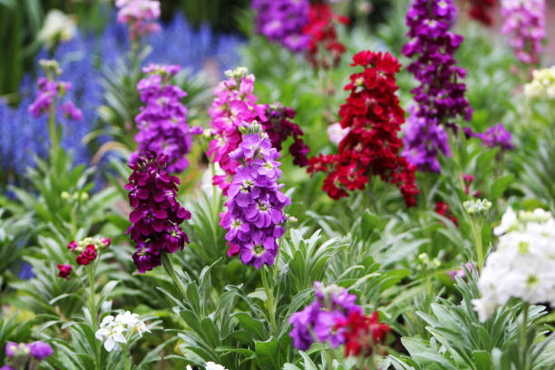 Violet Matthiola flower seeds