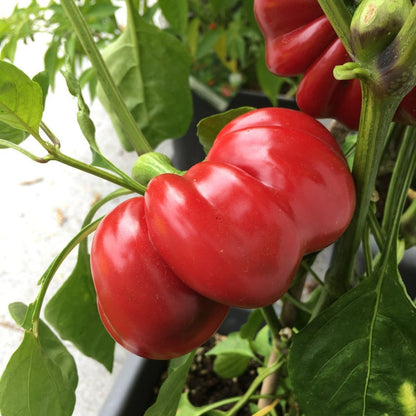 Topepo Rosso Pepper Seeds for Planting – Heirloom Non-GMO Garden Seeds