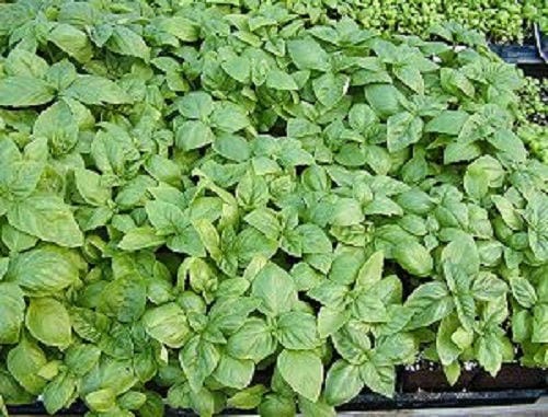 Italian Large Leaf Basil Herb Seeds for Planting – Heirloom Non-GMO Garden Seeds