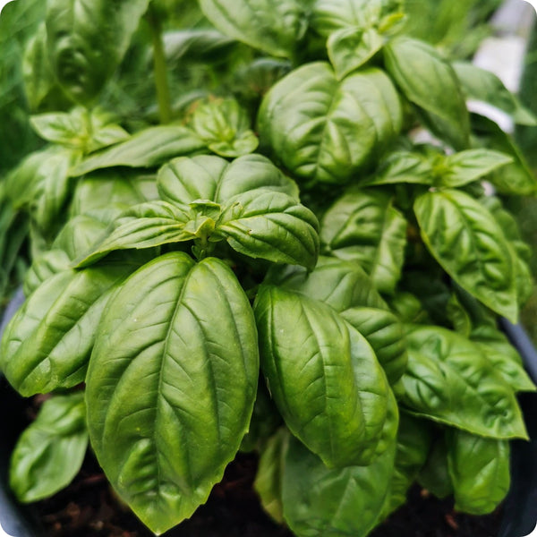 Italian Large Leaf Basil Herb Seeds for Planting – Heirloom Non-GMO Garden Seeds
