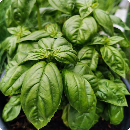 Italian Large Leaf Basil Herb Seeds for Planting – Heirloom Non-GMO Garden Seeds