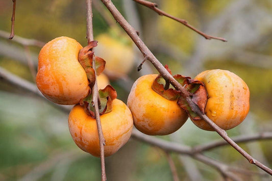 italian persimmon seeds