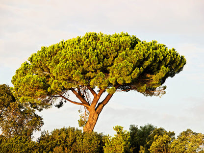 italian stone pine seeds