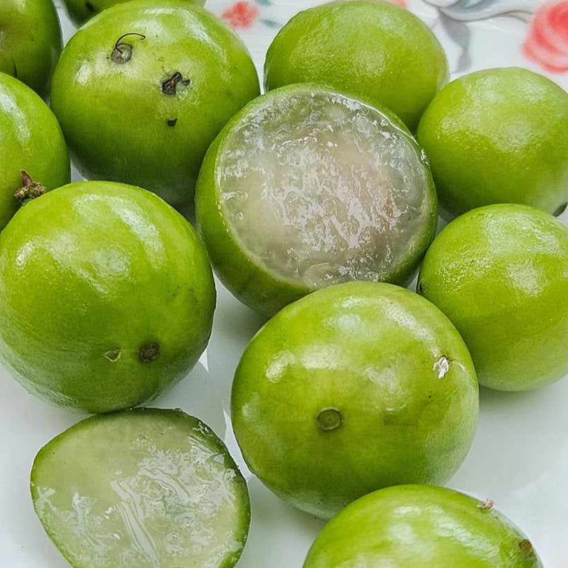 White jaboticaba fruit growing on a tropical evergreen tree with glossy green leaves, pale green fruits, and distinctive bark.