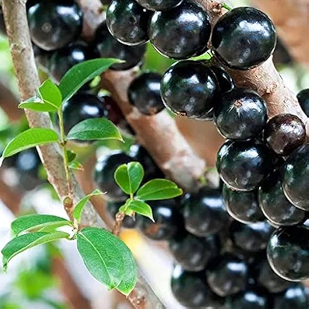 black jabuticaba seeds