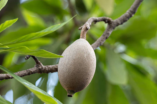 Jagua fruit tree with glossy green leaves and round greenish-brown genipap fruits growing in a tropical garden.