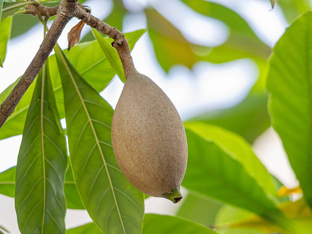 Jagua fruit tree with glossy green leaves and round greenish-brown genipap fruits growing in a tropical garden.
