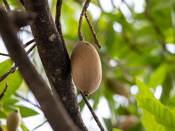 Jagua fruit tree with glossy green leaves and round greenish-brown genipap fruits growing in a tropical garden.