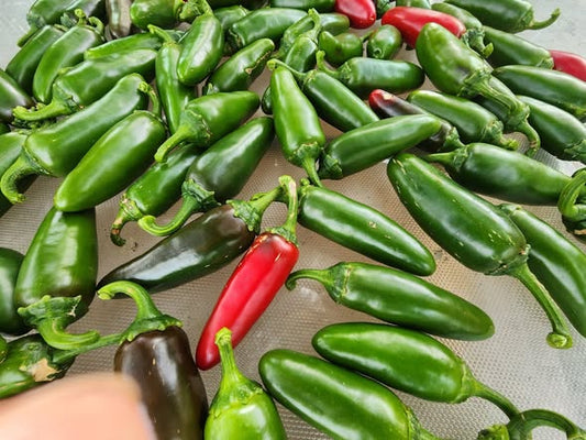 Megatron Jalapeño Chile Pepper Seeds for planting in a home vegetable garden
