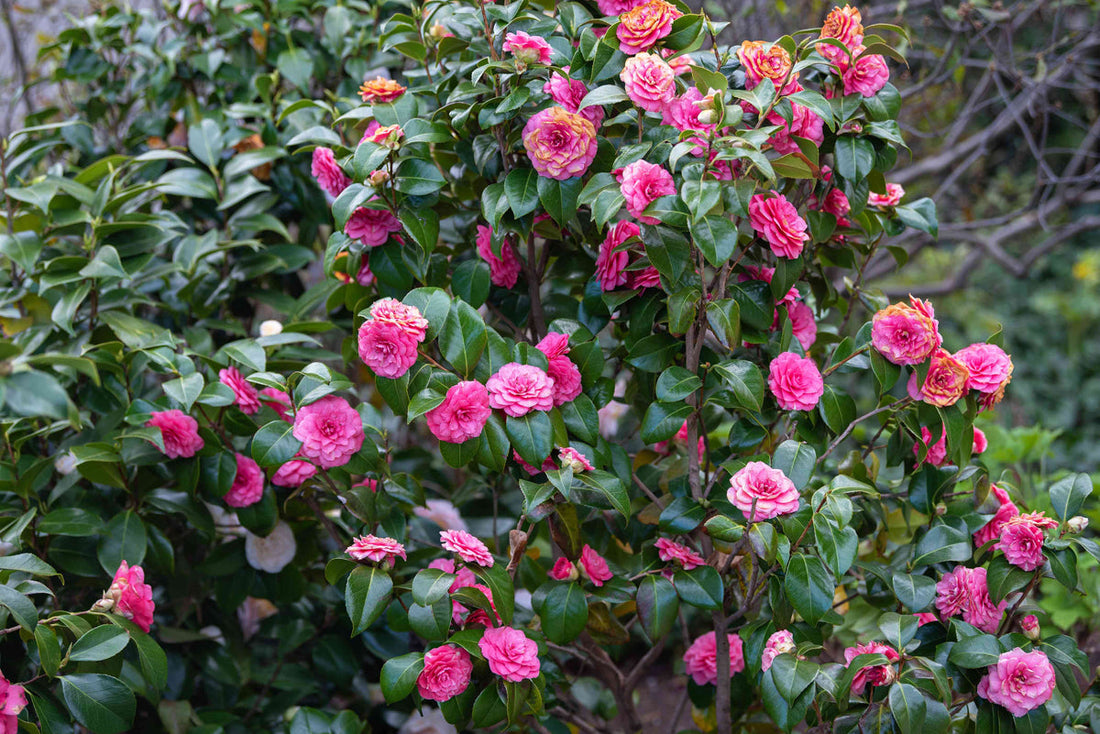 Japanese Camellia flower seeds