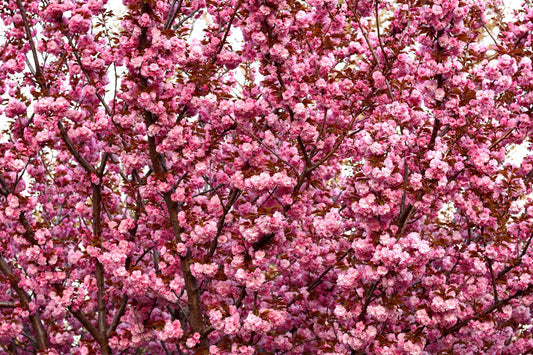 Japanese Flowering flower seeds
