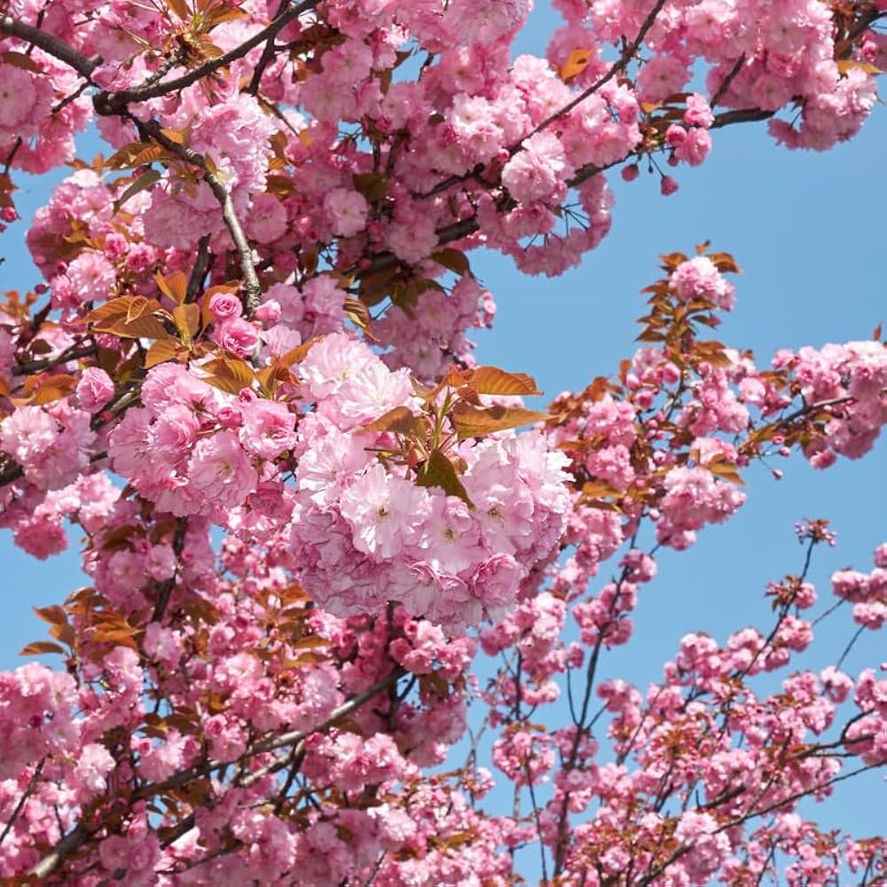 japanese cherry seeds