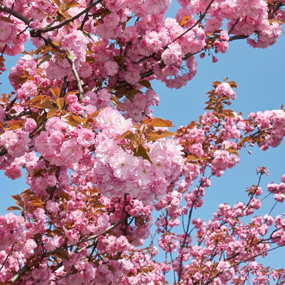 japanese cherry seeds