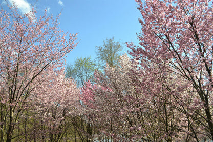 Japanese Mountain Cherry Prunus serrulata Fruit Seeds for Planting – Heirloom Non-GMO Garden Seeds