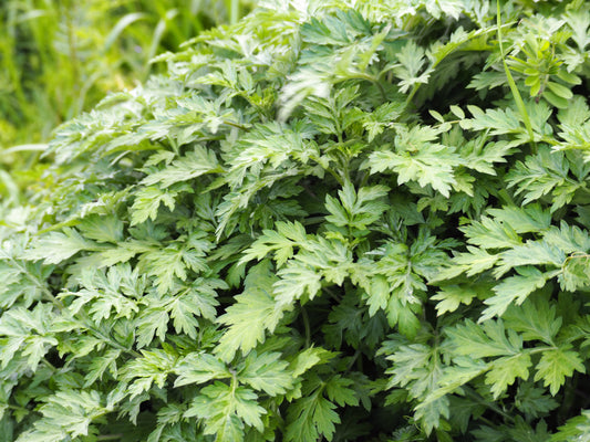 Japanese Mugwort Herb Seeds for Planting – Heirloom Non-GMO Garden Seeds
