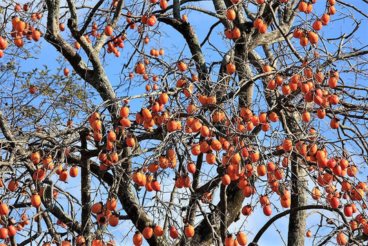 Japanese Persimmon Fruit Seeds for Planting – Heirloom Non-GMO Garden Seeds
