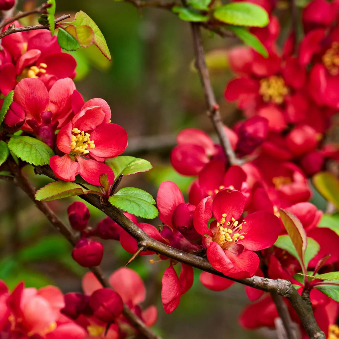 Quince Chaenomeles flower seeds