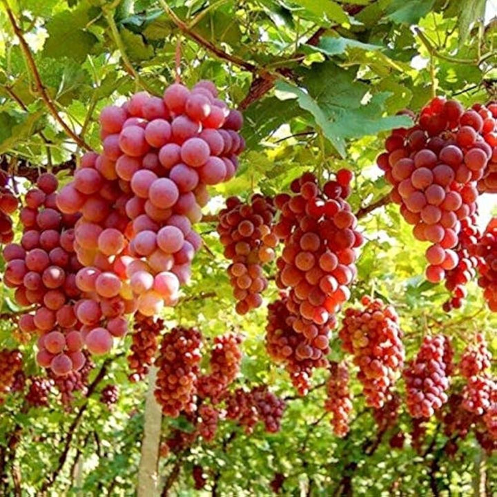 Ruby Roman Grape Fruit Seeds for Planting – Garden Grape Seeds