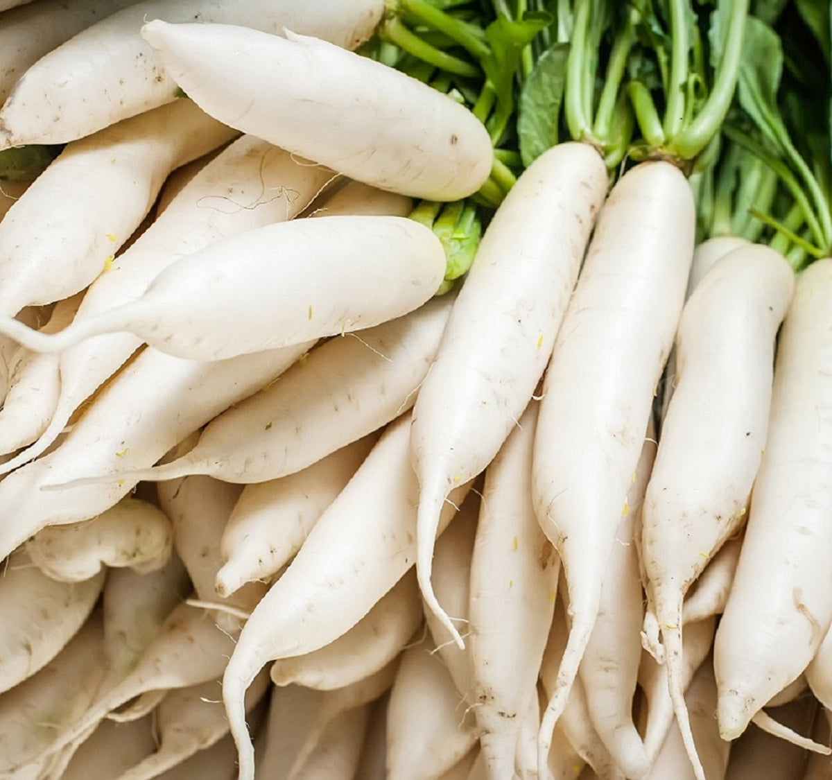 Minowase Daikon Radish Seeds for Planting – Long White Japanese Radish