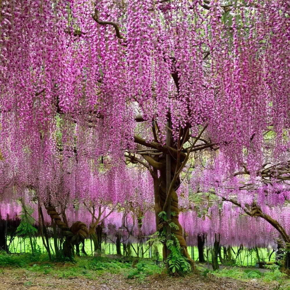 Japanese Wisteria flower seeds
