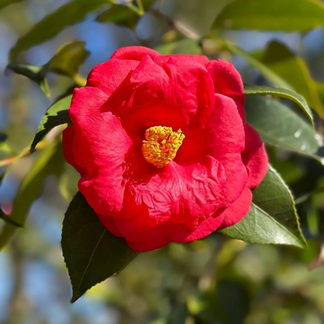 Camellia flower seeds
