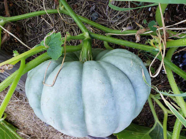 Jarrahdale Pumpkin Seeds